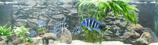 Aquarium Lippische Museumsgesellschaft